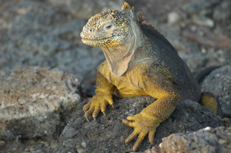 Galapagos Islands, Ecuador